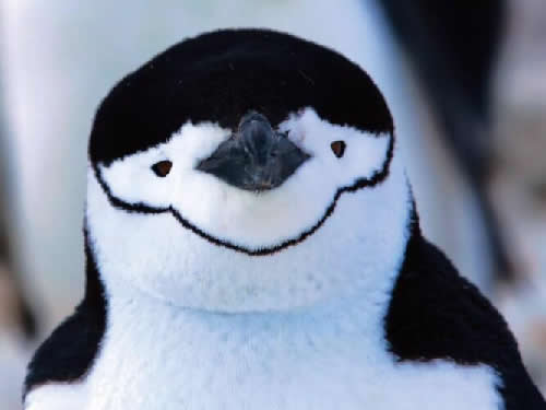 QQ，为什么是一只企鹅？ IT公司 腾讯 好文分享 第12张